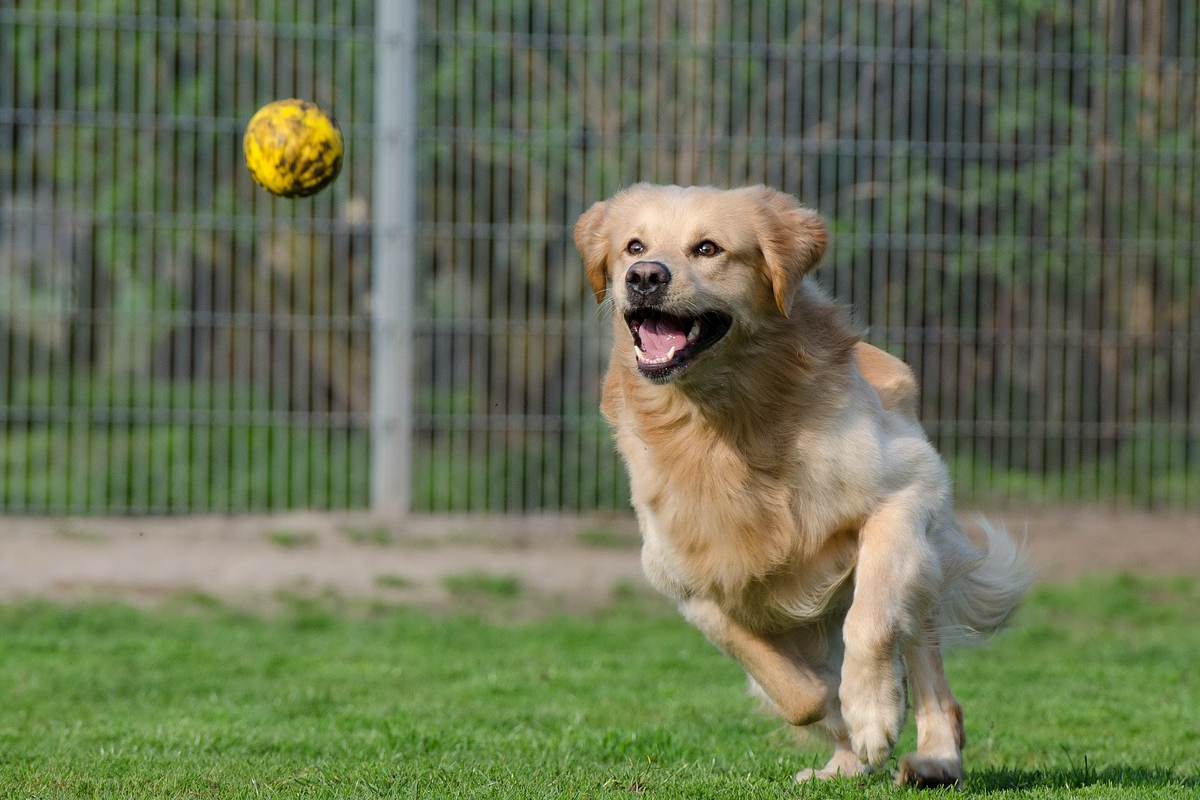 Golden Retriever rennt im Park einem gelben Ball hinterher.