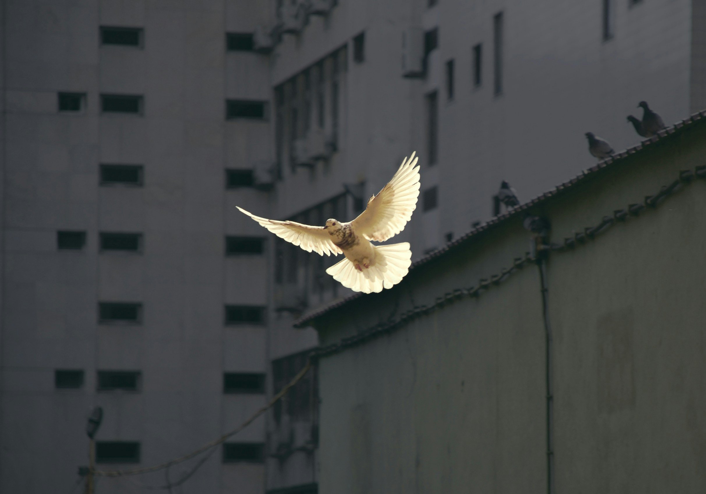 Weiße Taube vor Häusern fliegend